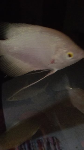 Need Help for my baby Giant Gourami.. Please Help... |  MonsterFishKeepers.com