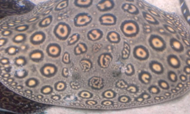 035 (4)male ray octoer.JPG