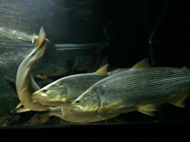 image1.JPG