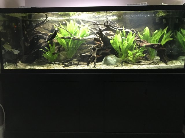 BD640D37-5F6F-4292-8091-1C7F339DDB1C.jpeg BD640D37-5F6F-4292-8091-1C7F339DDB1C.jpeg