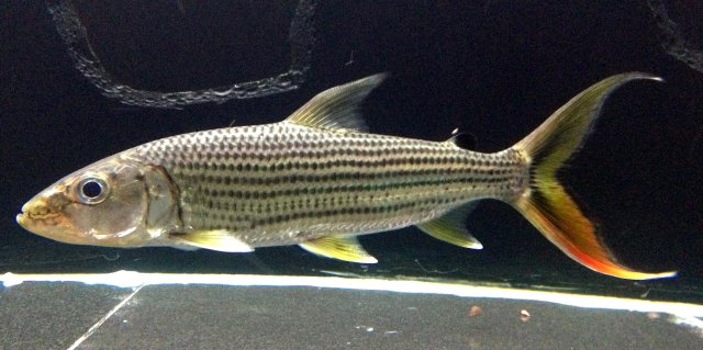 Tigerfish, Feed and Grow Fish Wikia