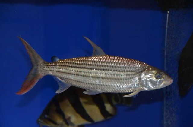 Tigerfish, Feed and Grow Fish Wikia