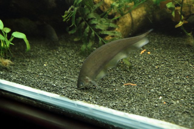 african knife fish 2