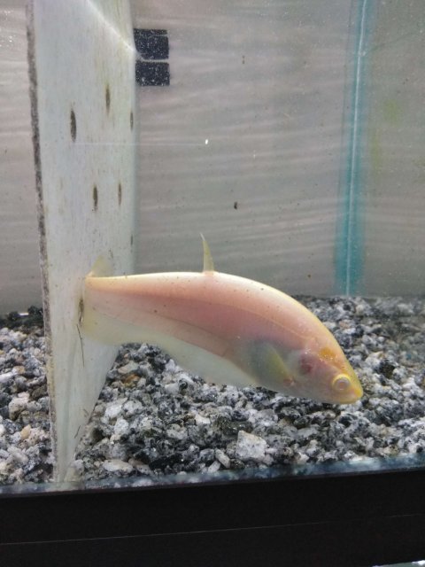 albino3.jpg