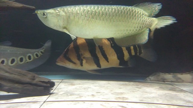 IMG_20171029_234321.jpg