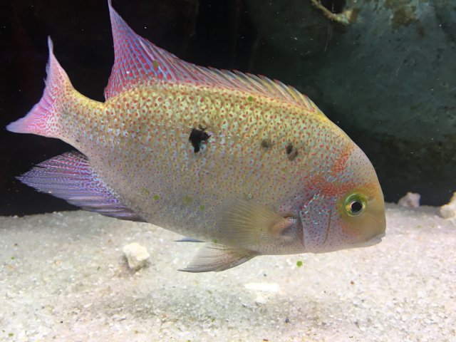 Regani 2, 8-27-18.JPG