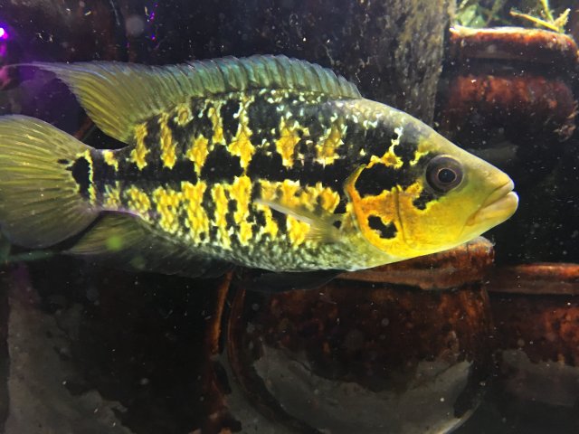 Freddy 1 11-8-17.JPG