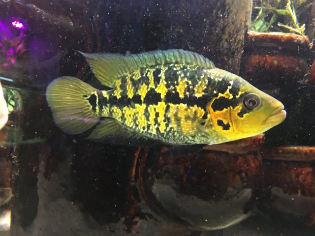 Freddy 2, 11-8-17.JPG