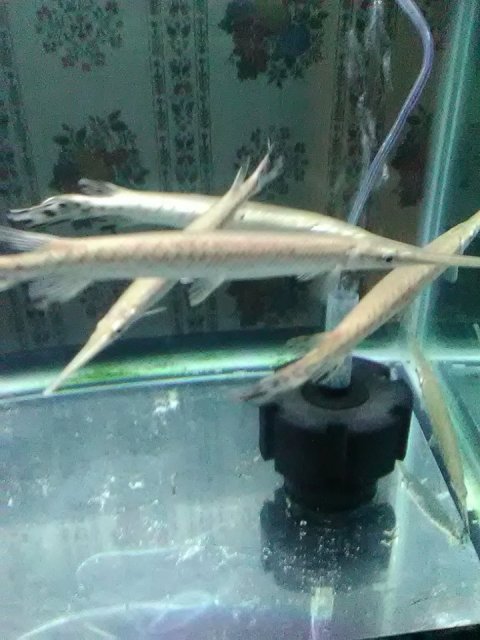 2016 longnose.jpg