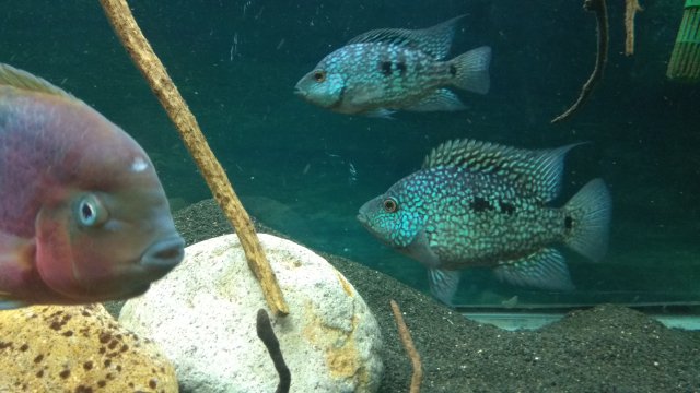 IMG_20171112_022540.jpg