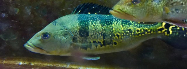 IMG_4588.JPG