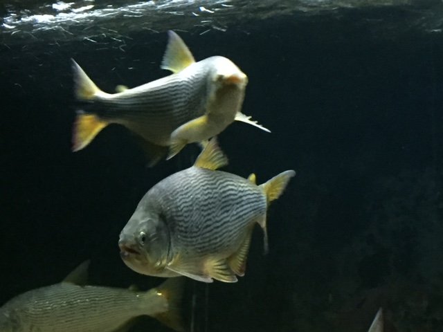 image1.JPG