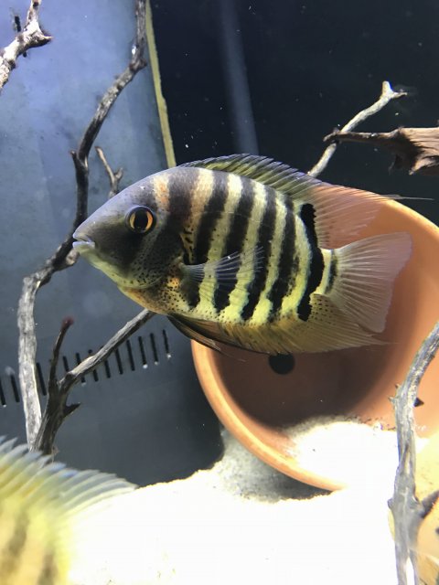 TMA: Tue Nov 14 2017 18:49:02 GMT-0500 (EST).jpg