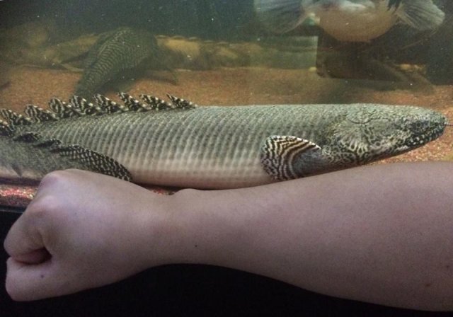 Ornate Bichir Size Discrepancy MonsterFishKeepers