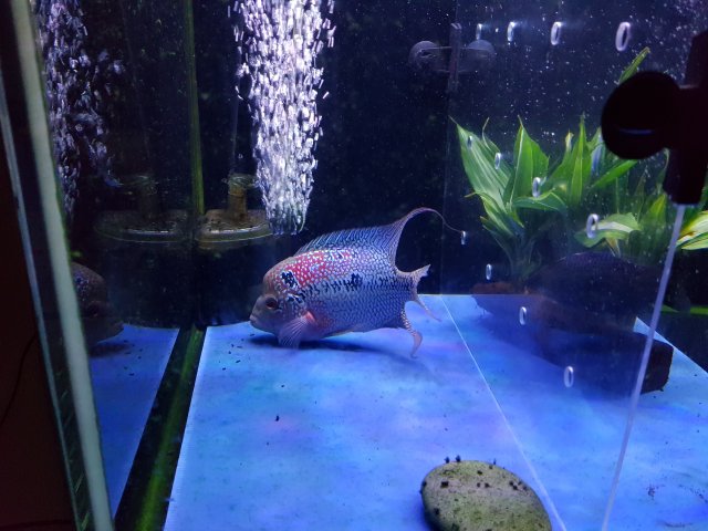 20171117_201537.jpg 20171117_201537.jpg