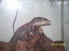 Picture or Video 002.JPG