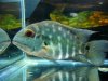 Real Parrot Cichlid, Hoplarchus psittacus Kaup 1860, The..jpg