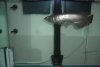 DSCN1273.JPG