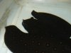 DSC02778.JPG