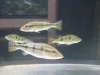 fish for sale 008.jpg