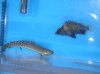 fish pics 018.jpg
