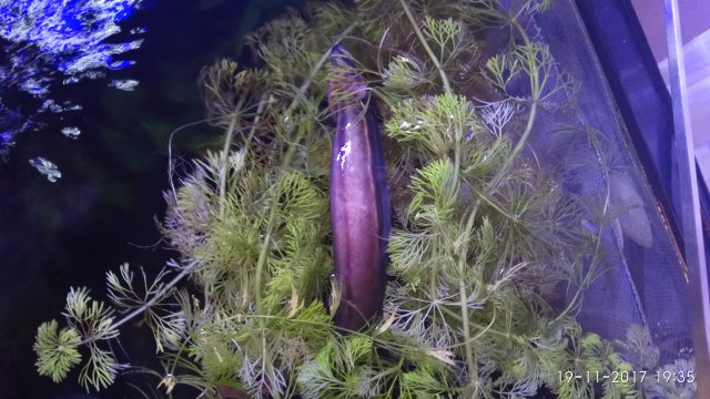 IMG_20171119_193546.jpg