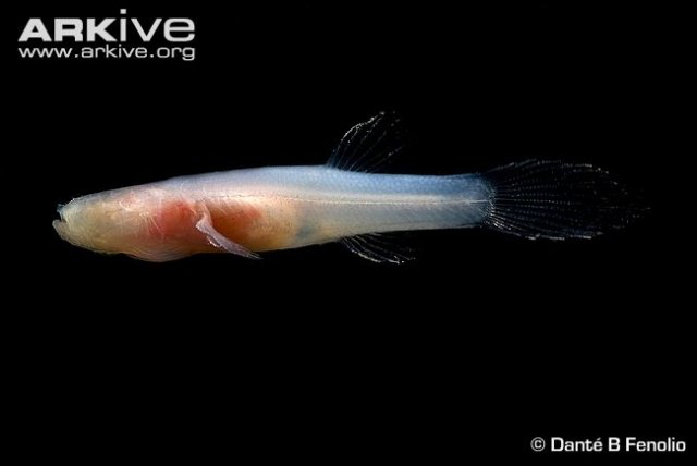 Ozark-cavefish-.jpg