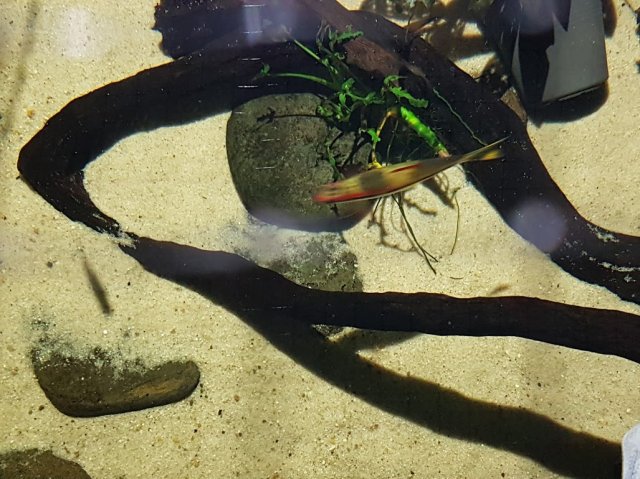 Denison Barb Loach.jpg