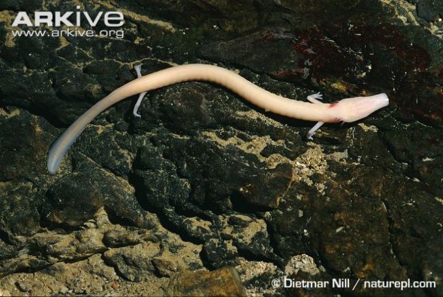 Cave-salamander-on-rocks.jpg