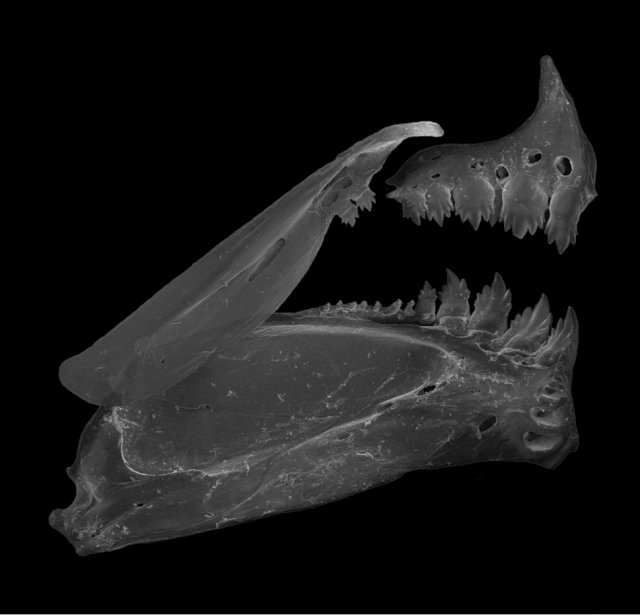 Moenkhausia megalops.jpg