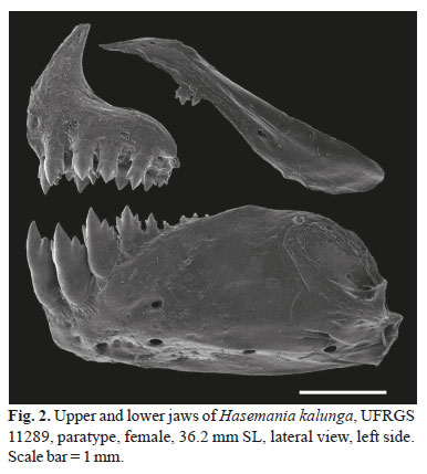 Hasemania nana 2.jpg