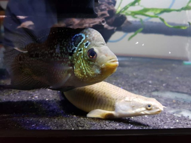 FH and BIchir.jpg