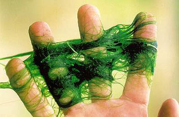 9-green-hair-algae-reu-toc-xanh-2.jpg