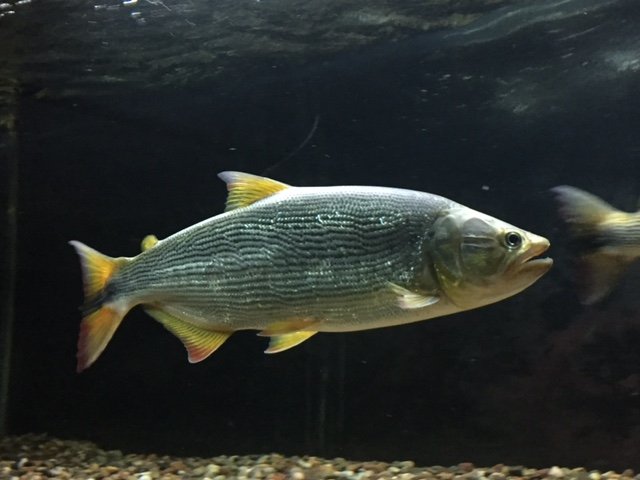 image1.JPG