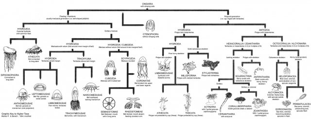 taxa.jpg