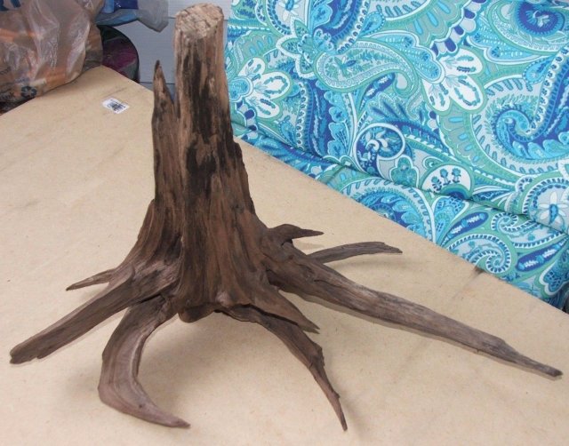 DW Stump.jpg
