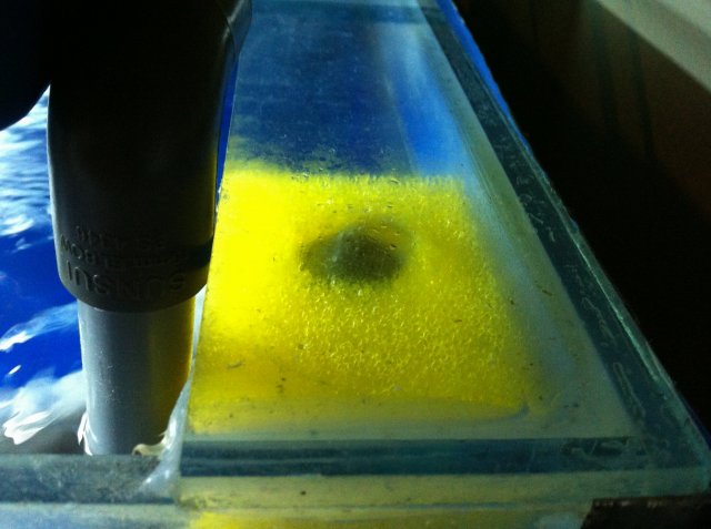 sponge with hole in middle.JPG