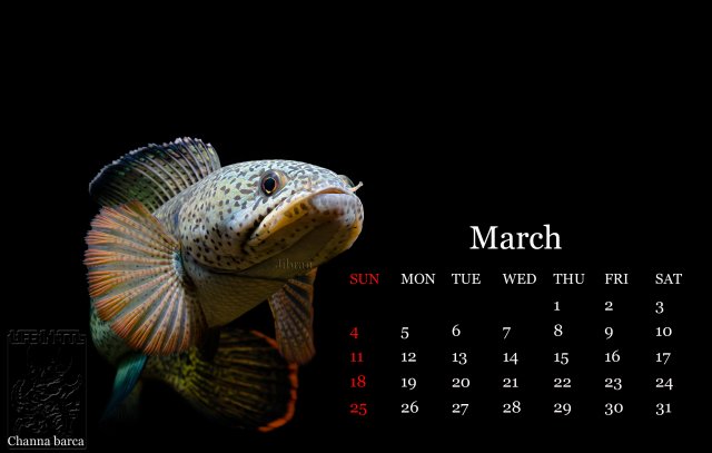 03mar.jpg