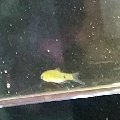 small-mystery-fish-revealed.jpg