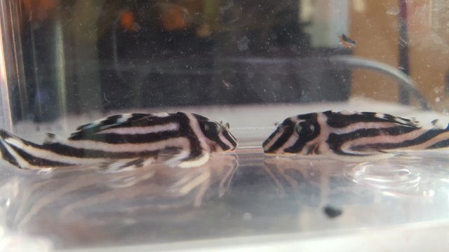 20171123_101701.jpg 20171123_101701.jpg