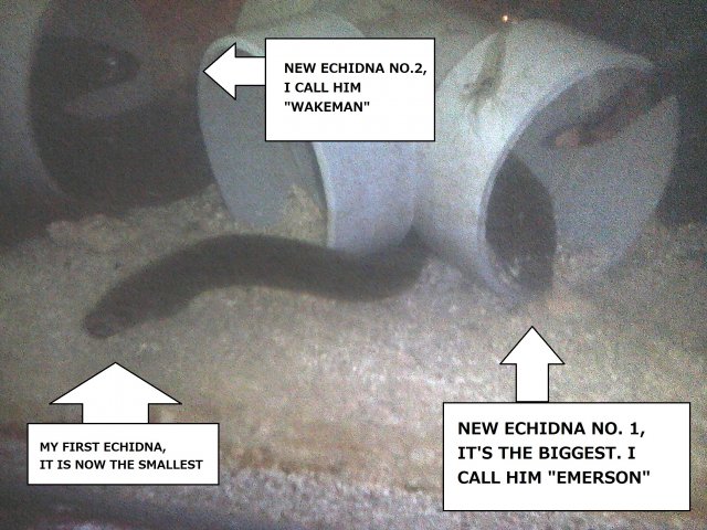 EMERSON AND WAKEMAN.jpg