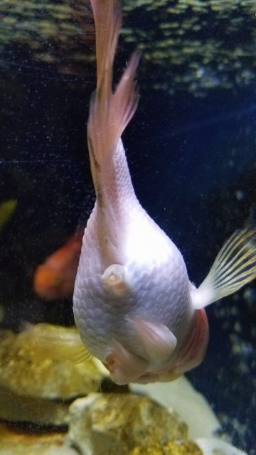 20171202_053803.jpg