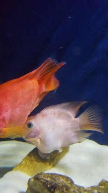 20171202_053847.jpg 20171202_053847.jpg