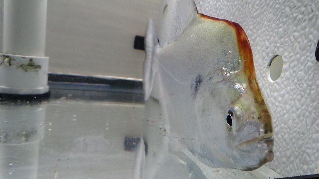 Serrasalmus Geryi! | MonsterFishKeepers.com