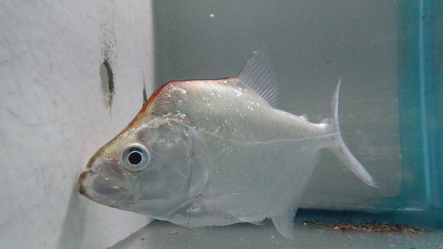 Serrasalmus Geryi! | MonsterFishKeepers.com