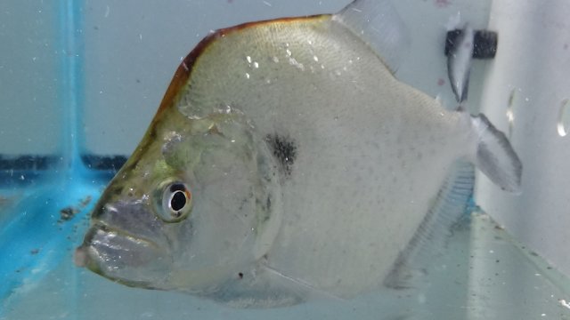 Serrasalmus Geryi! | MonsterFishKeepers.com