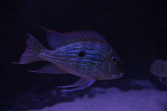 tail 1.JPG