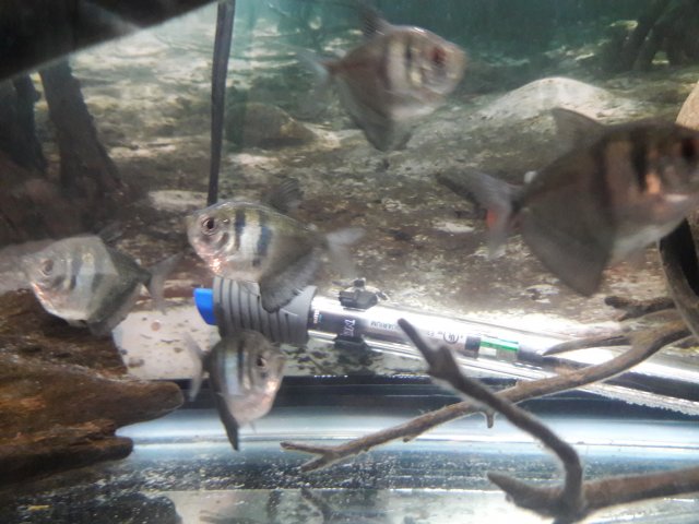 20171204_224740.jpg 20171204_224740.jpg