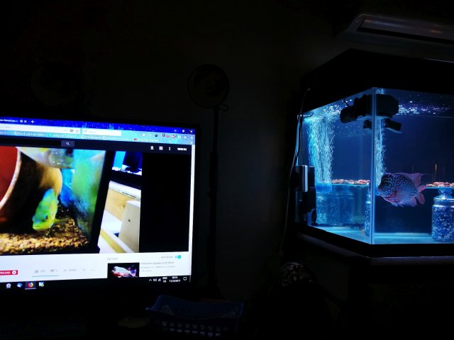 Drakaris Watching Fish Videos 1 medium size.jpg