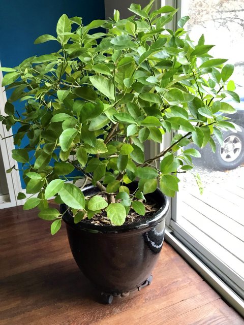 Limes.jpg